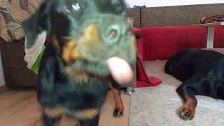 Rottweiler VID 20240818 Chili + Nina