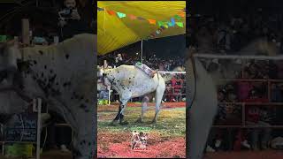 Cano de San Rafael vs Sabrosito de Rancho La Revoluzión #jaripeo