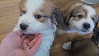 Great Bernese Puppies Day Forty-Four - CJ's Nintendo Puppy Litter 12-19-23