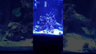 Here is an update it's been a while #shorts #short #shortvideo #reeftank #nanoreeftank