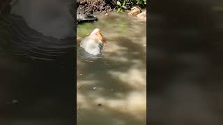 Ducklings swimming pool #shorts