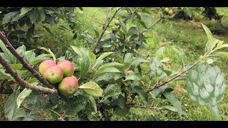 Inside a Normandy Cidery | Potluck Video