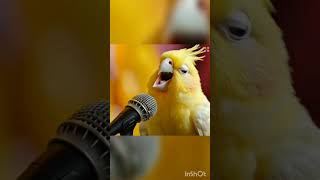 Little Rockstar 💛 #cockatielsinging #parrot #cockatielsound #cockatiel #cockatielsing #pets #cute