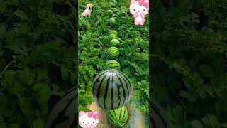 cute_melon 🍈🍈🍈🍈🍉🍉🍉🍉