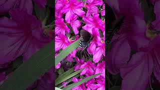 A Happy Spicebush Swallowtail 🦋and a Honey Bee 🐝