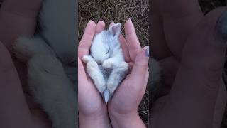 #nyuszi #természet #rabbit #naturalbeauty #foryou