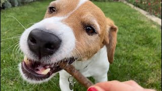 My dog gives you tingles with his ASMR stick 🐶