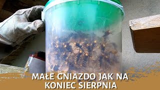 Małe gniazdo jak na koniec sierpnia - usuwanie gniazda - likwidacja gniazda - gniazdo szerszeni