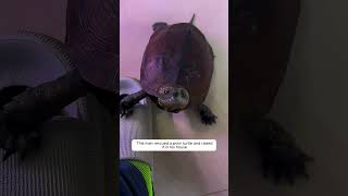 This man rescued a poor turtle and raised it in his house #animalshorts #shortvideo