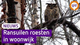 Ransuilen roesten in woonwijken