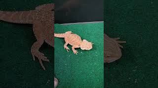 DUNNER BEARDED DRAGON VS. SUPERWORM