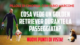 Cosa vede un golden retriever in passeggiata? Punto di vista del cane