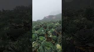 Cabbage Roses 🥬🥬🥬 in Northern Blossom Flower Farm | Atok, Benguet