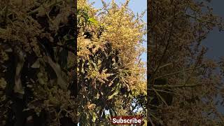 mango tree flowering stage || mango tree #shorts #reels #viral #trending #agricultural #technology