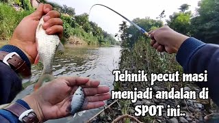 AIR KERUH KAYAK GINI IKAN NYA PADA KUMPUL DIPINGGIR ‼️MANCING IKAN TAWES DAERAH BANGIL