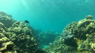 Honolua Bay Snorkeling 7 10 2012