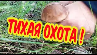 Тихая охота! Море грибов 🍄 Собираем грибочки. Прогулка в лесу 🌲 🌳