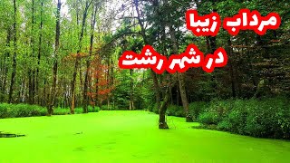 مرداب زیبا شهر رشت #مرداب #جنگل #سفر #رشت