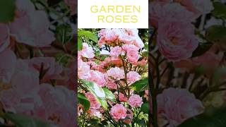 Pink garden roses || 🌹☘️ #youtubeshorts #shorts