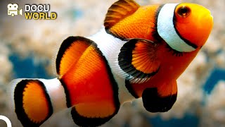 The Amazing Life Cycle Of A Clownfish.