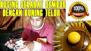 Cara Menyembuhkan Kucing Sekarat Dengan Kuning Telur & Lainnya | 100% Work