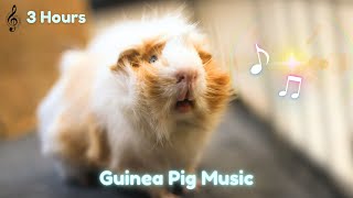 3 Hour Guinea Pig Music Video - Calming music to make them sleep