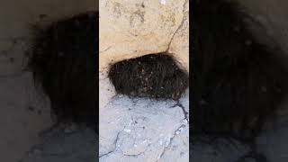 2 travellers Poke Mysterious Hibernating Animal in a Cave & It Erupts Into 1000s of Spiders Nesting