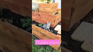 catnip in the pyramid raised bed #catnip #cats #gardening