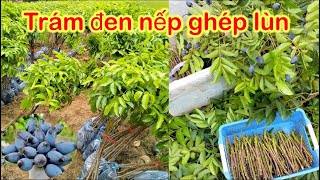 Trám đen nếp ghép giống cây trồng đem lại hiệu quả kinh tế cao cho bà con nông dân