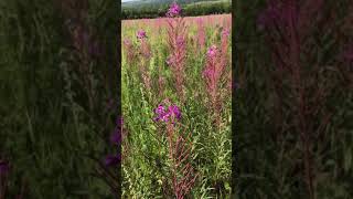 Иван чай🌿 Забайкальский край, Сибирь 🌸