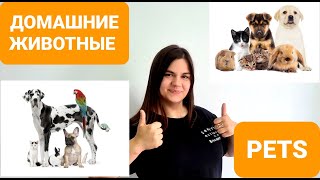 Домашние питомцы на английском. Английский для детей. Англійська для дітей. Angielski dla dzieci.