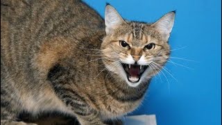 Cat meowing very loudly - Billi ki awaj - बिल्ली की आवाज