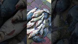 Karpangus at mga Tilapia #hectortvvlogs #fishing #shorts