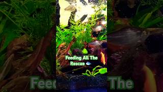 Feeding Rescue Fish In A Planted Cube Aquarium