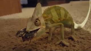 BABY CHAMELEON CUTELY STUMBLING TO CATCH FOOD