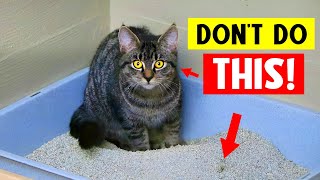 DANGEROUS but Common Mistakes Cat Parents Make! Your Cat's Life Can Depend on This! ⚠️