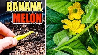 Growing Banana Melon Time Lapse - Seed To Flower (91 Days)