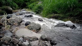 4K Scenic Mountain Stream | Flowing Water & Lush Greenery | Relaxing Nature Sounds ASMR