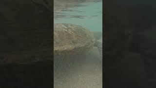 Swimming with turtles #youtube #turtle #hawaii