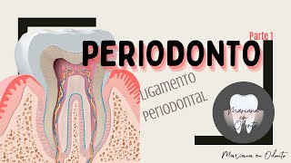 PERIODONTO: Ligamento Periodontal (parte 1)