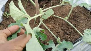 pruning Ng watermelon (terminator)#farming #tips #tutorial