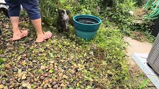 Cleaning our overgrown rock garden!