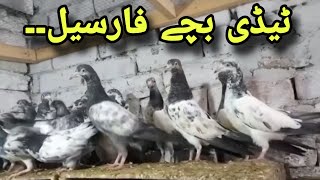 Teddy Pigeons For Sale || 03099325099||#foryou #viral #viralvideo #trending #foryouvideo #reels