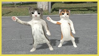 Dancing cats