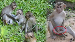 Amazing Animal Best Action of monkeys