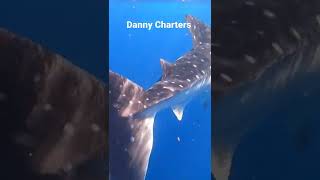 Whale Shark Cancún Isla Mujeres #short #shortsvideo #viralshorts #whaleshark