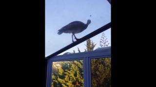 not a cat, but a goose on a (cool) shiny glass roof