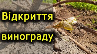 Нарешті свобода — відкриття винограду. Виноград 2021