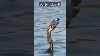 Darter swallowing a huge fish| #bird #birdfeeding #indianbirds #nature #fishing #hunting #kill