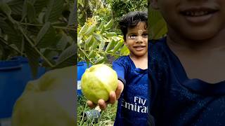 Pink Guava plant for sale #guava #youtubeshorts #shorts